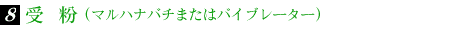 8.受 粉(マルハナバチまたはバイブレーター)